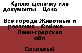 Куплю щенячку или документы › Цена ­ 3 000 - Все города Животные и растения » Собаки   . Ленинградская обл.,Сосновый Бор г.